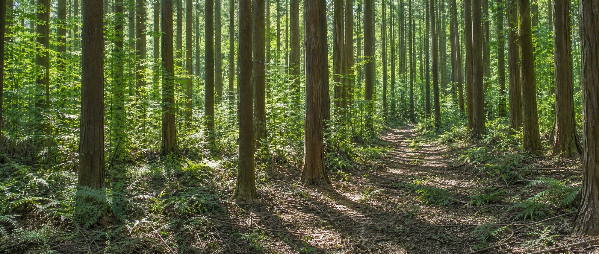 間伐後に日が差し込む里山の杉林