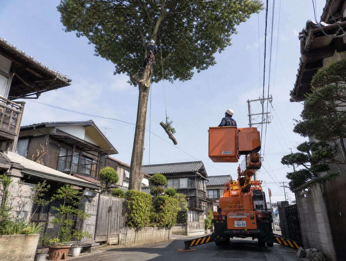 ロープで高木の上部に登った作業員と、アウトリガーを張り出した高所作業車