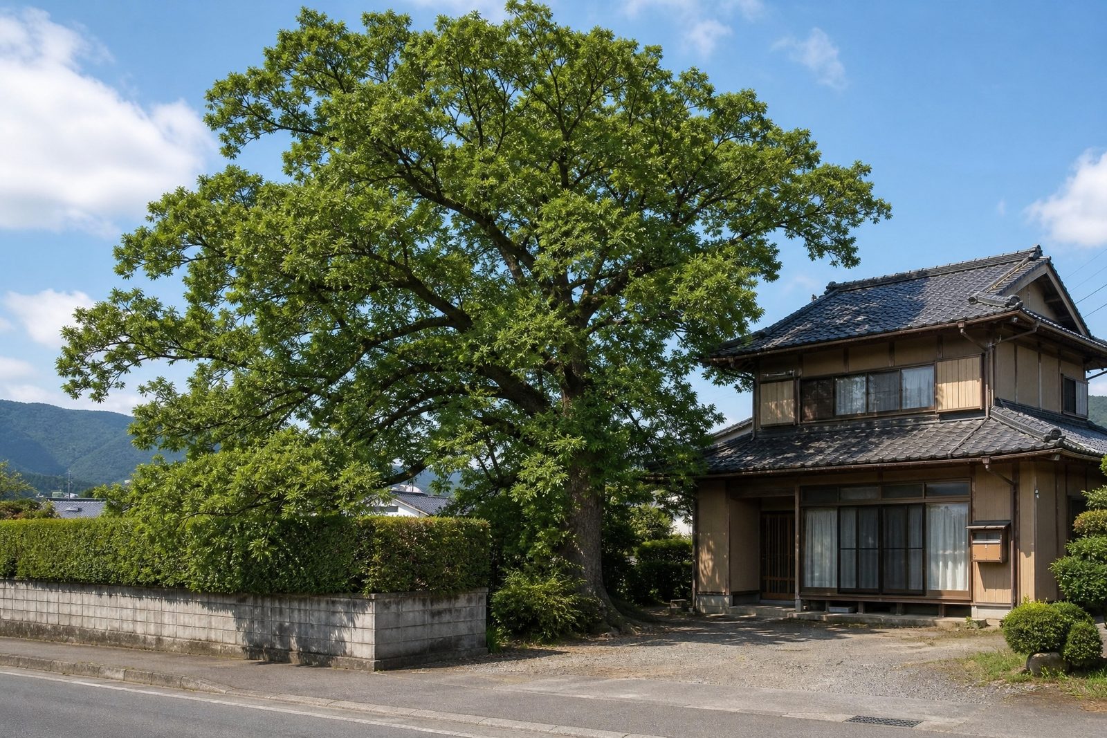 住宅の隣で大きく育ち、枝が隣の敷地側へ張り出した広葉樹（作業前）